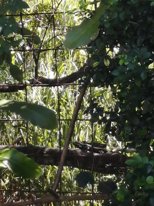 Rainforest In * Escazu