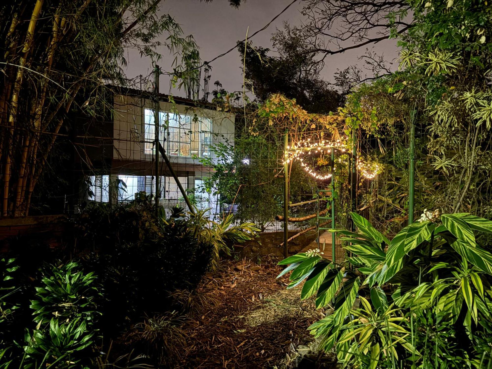 Rainforest In *